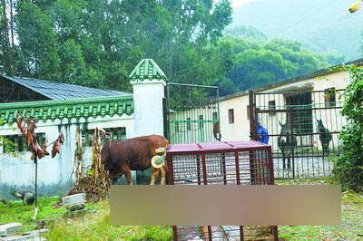 海沧野生动物园上演大逃离 主角不合作与同伴