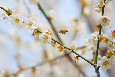 ̨廪ѧ÷԰ʢ÷˱ǡ˱Ȼࡱͼ