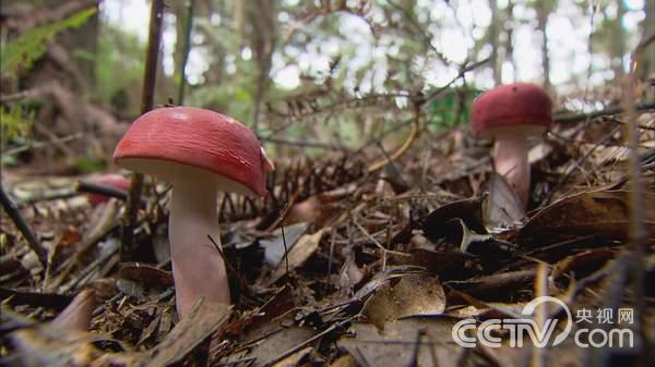 央视七套《绿色时空》2月8日节目预告