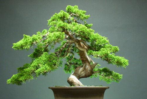 这些花禁止登堂入室 你家里有没有?_共产党员