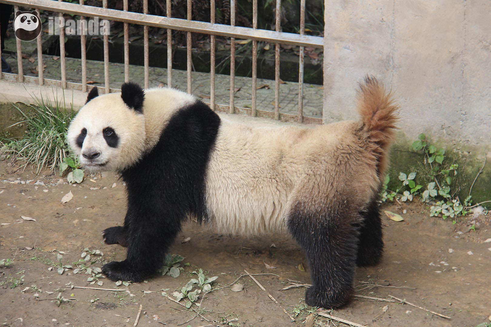 雌性大熊猫举尾