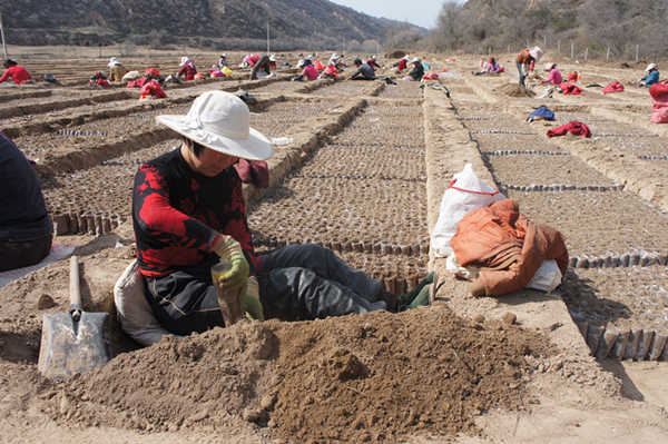 林场职工容器育苗