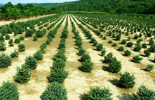 山庄林场大苗定植