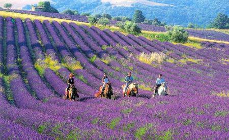 点国内9个最浪漫的熏衣草庄_共产党员微信 共