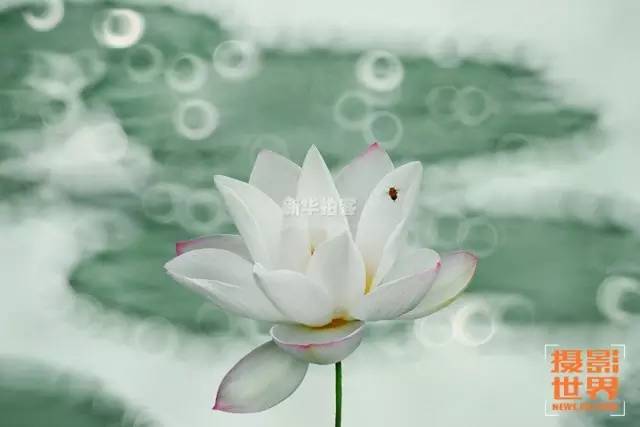 【荐读】仲夏时节赏荷花,古诗词里寻美景_共产