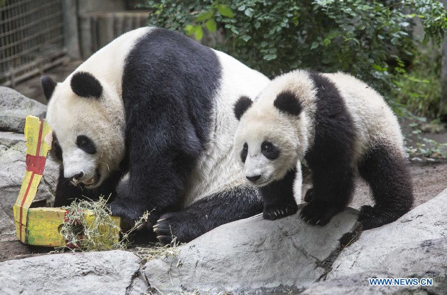 Berlin Zoo sends the first giant pandas born in Germany to China