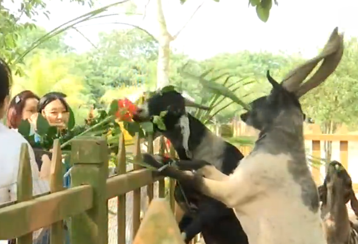 海南■海南多个景区、旅行社推出旅游优惠产品 旅游回暖信号正在释放