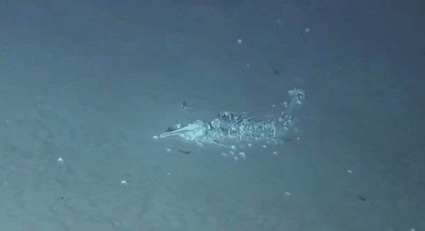 『科学家』我国科学家在南海首次发现鲸落