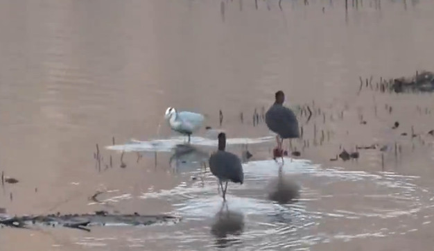 #河北滦平#河北滦平窟窿山水库迎来黑鹳等珍稀鸟类