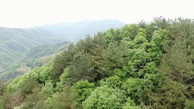 △茶园位于黄洋河中游海拔700多米的山坡。（总台央视记者赵振凯、刘海涛、文豪、徐波拍摄）