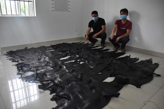 「云南」触目惊心！云南红河查获1213张鳄鱼皮制品 展开可铺满球场