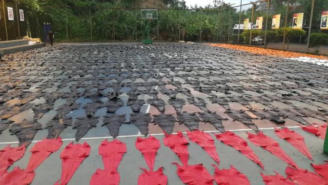 「云南」触目惊心！云南红河查获1213张鳄鱼皮制品 展开可铺满球场