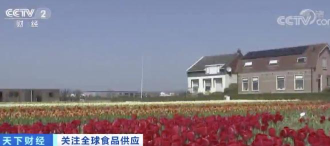 『土豆』75万吨土豆可能被扔掉！鲜花销毁、草莓喂牛……各种困境下，全球食品生产水平如何？