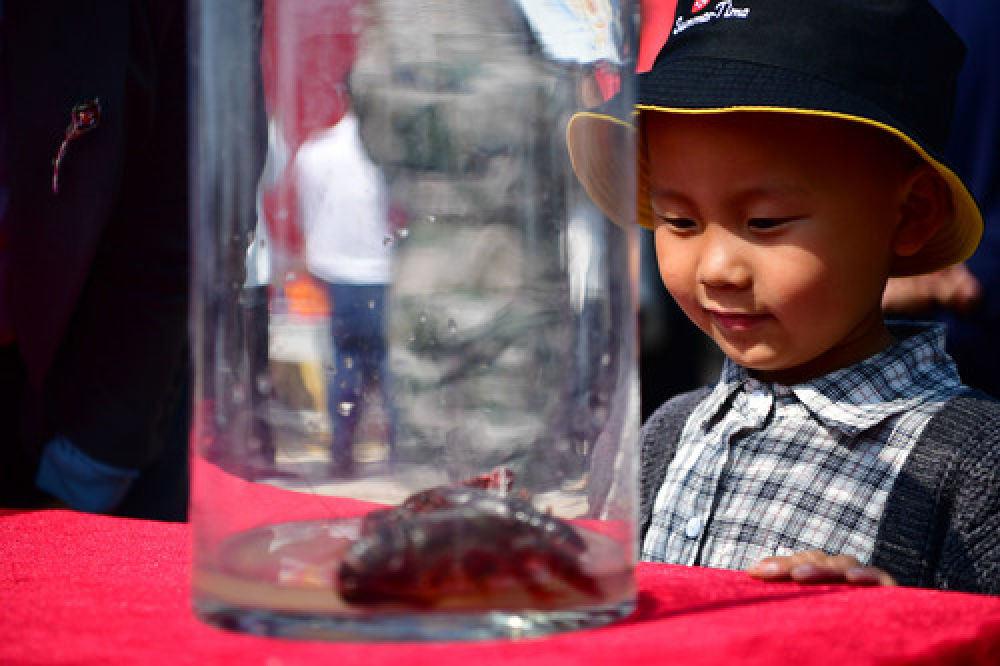 白腹美洼地里养出“白腹美”——河南范县小龙虾养殖见闻