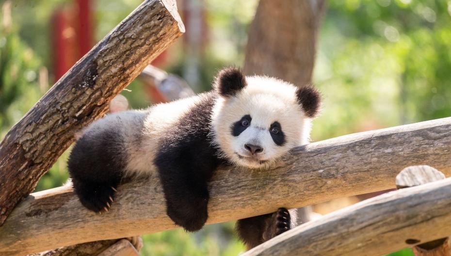 8点见【8点见】深圳半岁女婴被高空坠物砸至头骨骨折