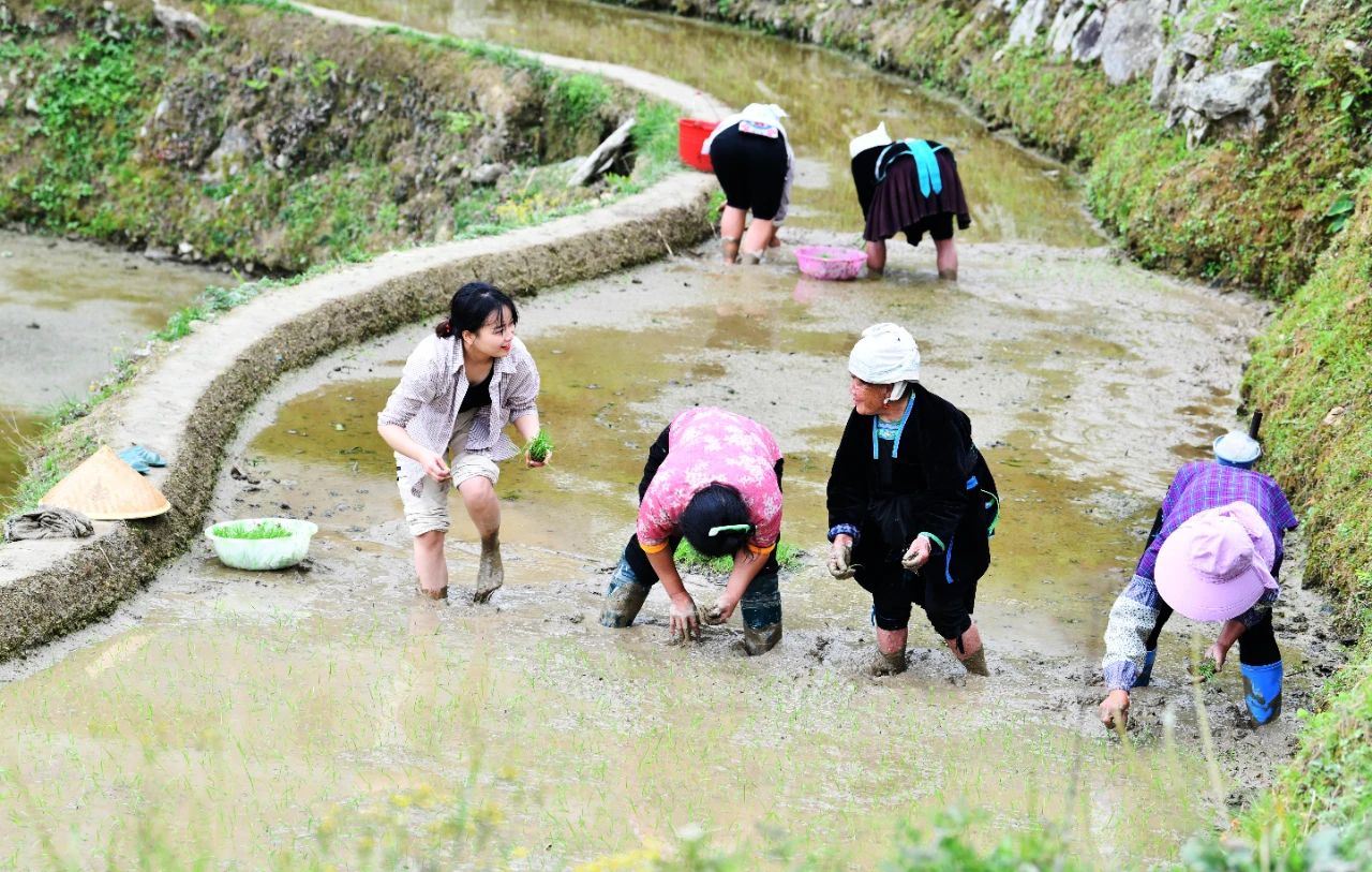 一名驻村干部(左一)与村民一起插秧 杨文斌 摄