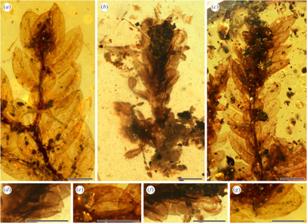 拟叶蚤蝼(b:整体图,d:中足腿节与胫节,f:后足腿节)与卷柏类植物(a、c:整体图,e:小叶,g:叶片)。来源:中国科学院官网