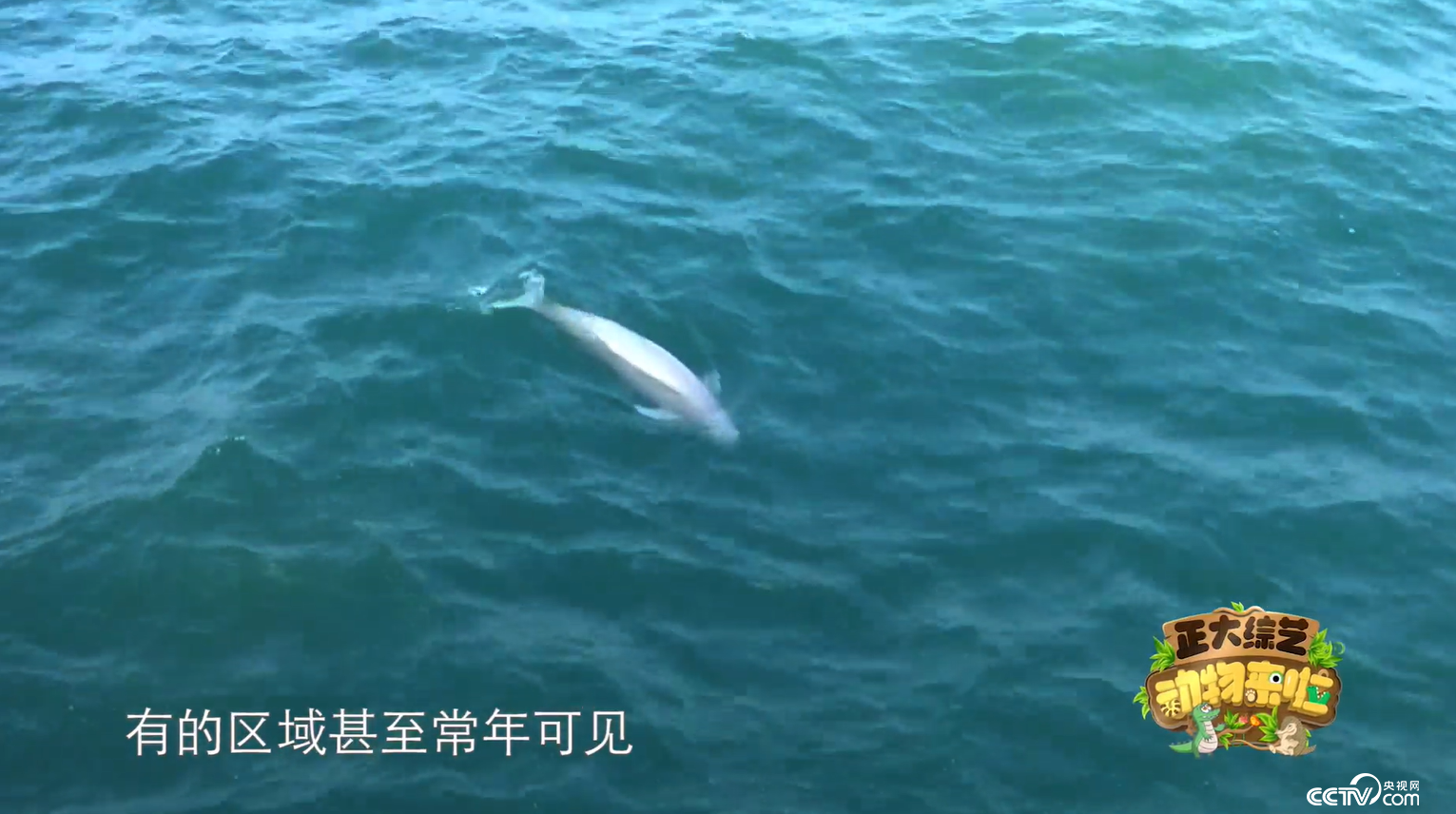 江豚版"微笑表情包"上线!周日18点档,和cctv-1《动物