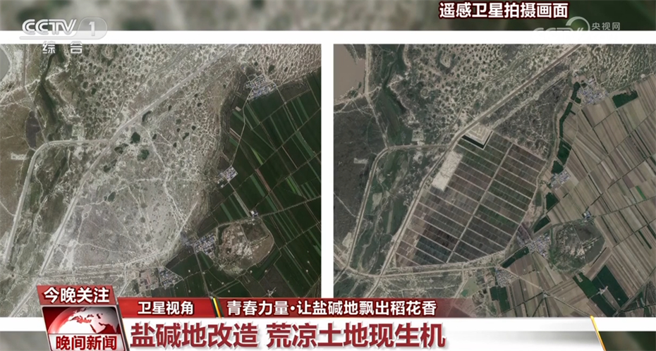 农田里的青春力量_科技新农人让盐碱地飘出稻花香 图1