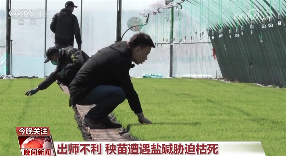 农田里的青春力量_科技新农人让盐碱地飘出稻花香 图3