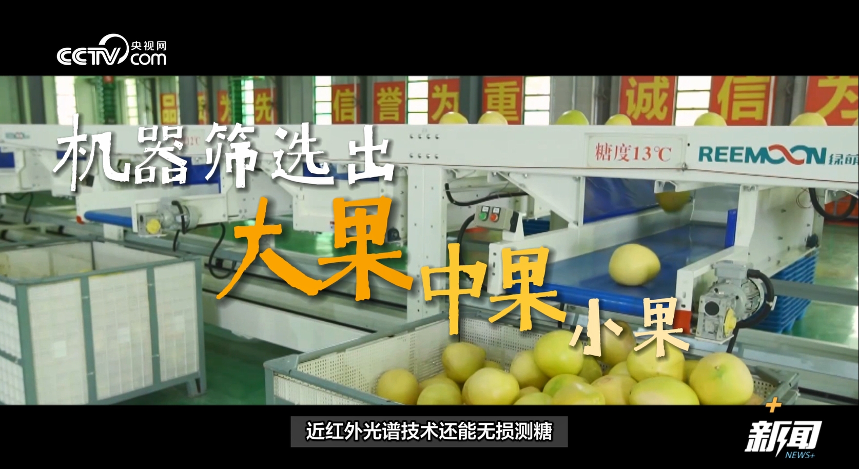 当水果走起“纯甜风” 网友：现在的水果怎么越来越甜了？？开云体育官网(图5)