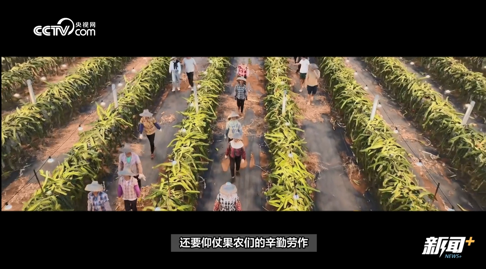 当水果走起“纯甜风” 网友：现在的水果怎么越来越甜了？？开云体育官网(图6)