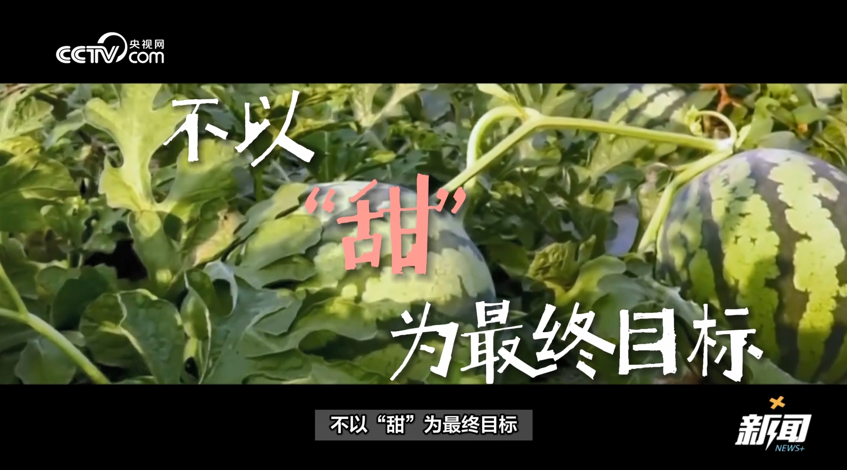 当水果走起“纯甜风” 网友：现在的水果怎么越来越甜了？？开云体育官网(图7)