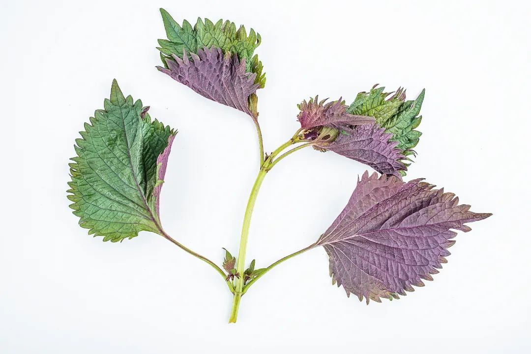 暴雨过后必看!这7类食物一口都别碰,提醒→