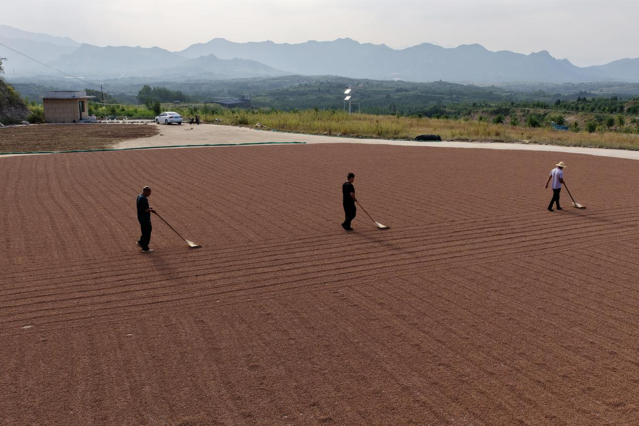 河北省邢台市内丘县枣种植基地,村民在翻晒酸枣。(内丘县融媒体中心/供图)