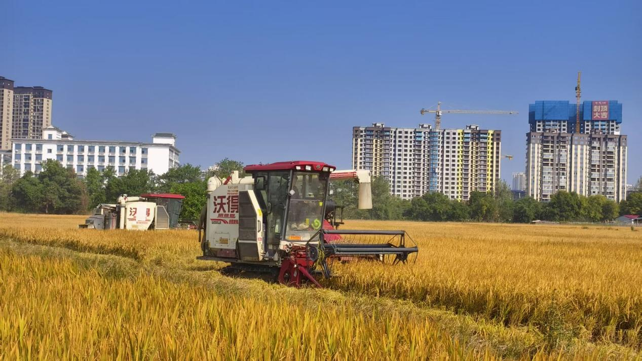 联合收割机在沱江双季稻万亩高产创建示范片内作业(余涛/摄)