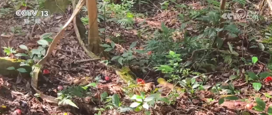 原生生态环境持续改善珍稀植物“寄生花”连续三年如期绽放(图1)