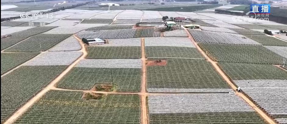 2025“三农”答卷卫星“看”庄稼、大数据“算”收成农业发展向“新”而行(图11)