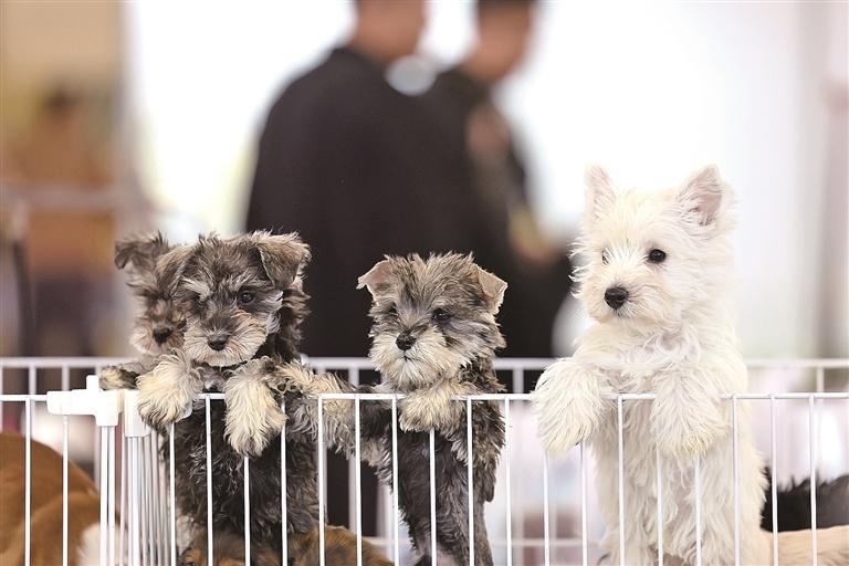 甘肃兰州,宠物展上的宠物犬。新华社发