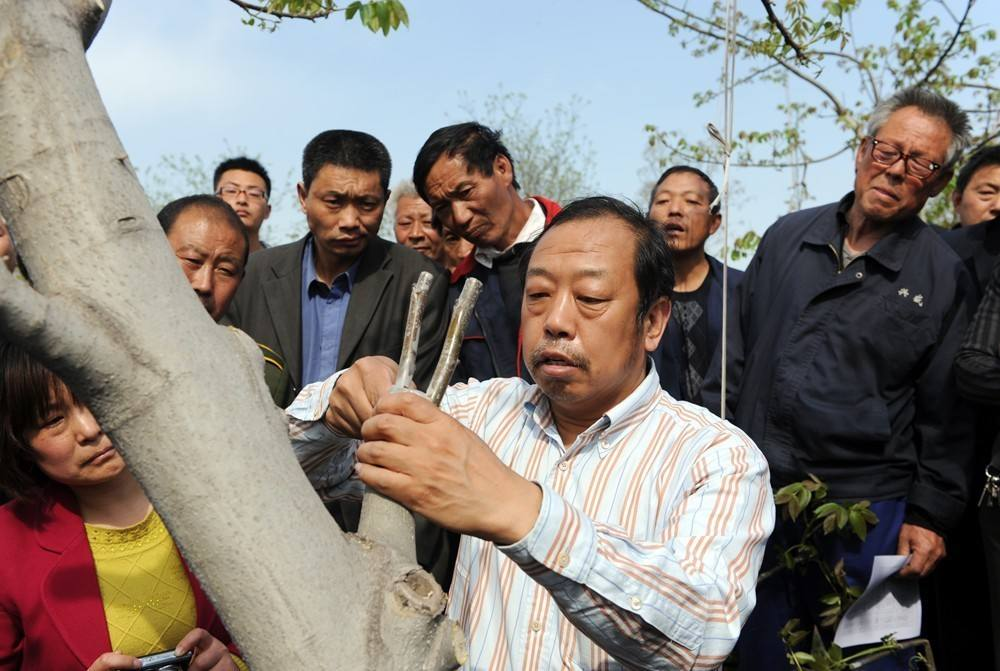 李保国生前向村民传授果树嫁接技术。