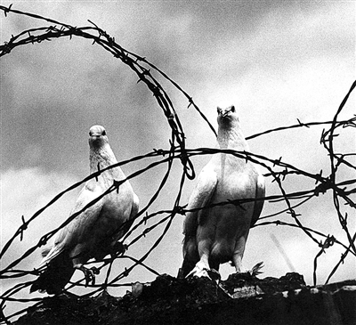 耄耋大师赤子情