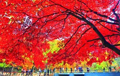 今秋枫叶别样红 乐游辽宁惊喜多