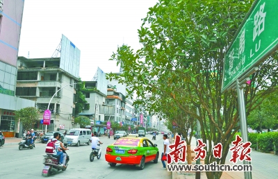 两百桂花树扮靓街道