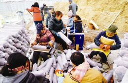 垣曲县磨洼自然村村民为香菇菌棒接种