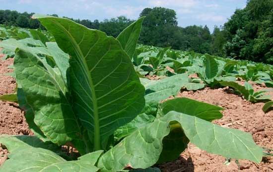 tabacco che produce quantità maggiori di artemisinina