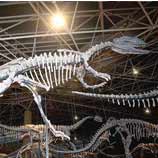 China&acute;s biggest dinosaur fossil to be displayed in New CSTM