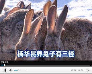[科技苑]杨华昆养兔子有三怪(20130308)