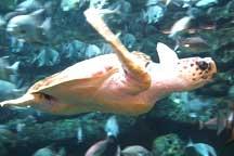 Ecosystems in the Gulf of Mexico