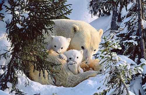 Polar&nbsp;bears&nbsp;are&nbsp;facing&nbsp;an&nbsp;uncertain&nbsp;future,&nbsp;due&nbsp;to&nbsp;global&nbsp;warming.
