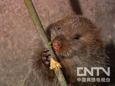 不让村民养竹鼠的背后