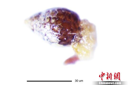 西双版纳植物园首次获得稀有植物寄生花的种子
