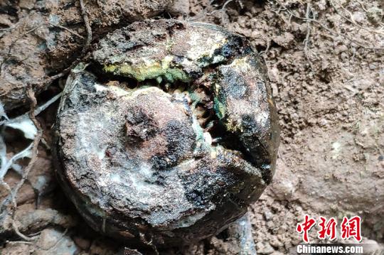 西双版纳植物园首次获得稀有植物寄生花的种子