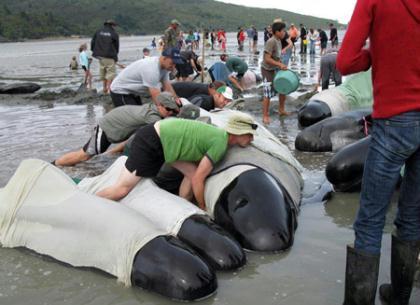 some 120 pilot whales died after becoming stranded on the