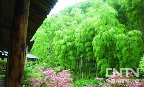 安吉竹博园品千年竹文化