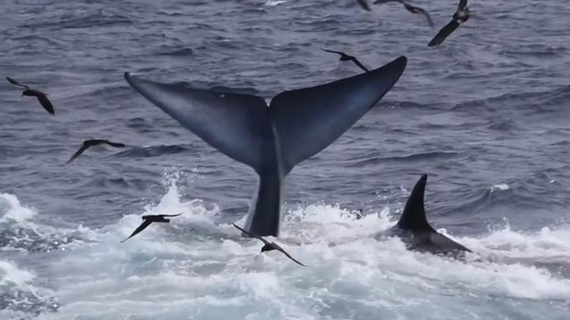 残酷动物世界！75头虎鲸活活“压”死一条蓝鲸