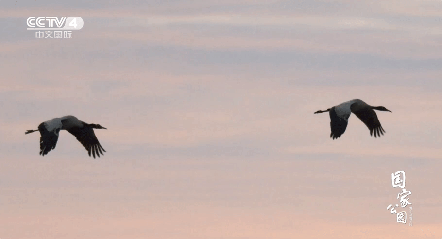 那一年,它比往年 晚走了一两个月 还会带着小鹤来看我" 哪天我喂不动